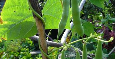 繊維のない緑豆の品種 緑豆の種類