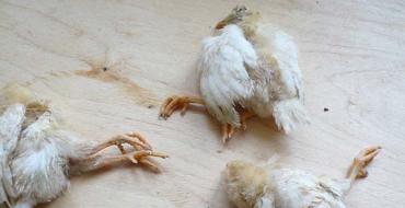 鶏が足から落ちた場合の対処法：原因と治療法