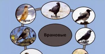 カラス科の鳥：説明、写真、食事、種の特徴と特徴 カラス科の責任者は誰ですか