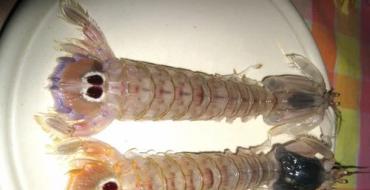 Моллюск тридакна (морская цикада) Условия заказа онлайн