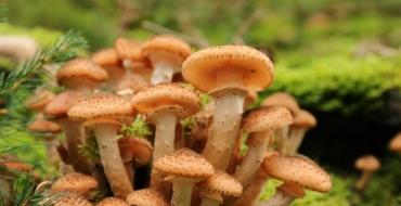Condizioni di crescita e calendario della raccolta dei funghi